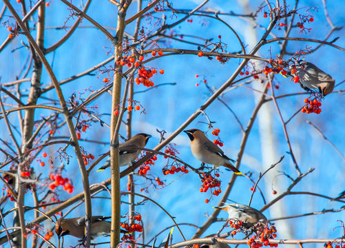 Bohemian Waxwing (Bombycilla garrulus) - feeding on the red ashberry in winter time - Kyiv, Ukraine