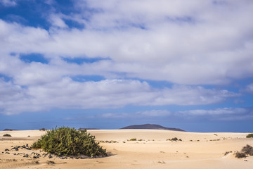 Fototapeta na wymiar single plant in the dunes of the desert