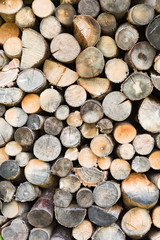 Texture of cut wooden trunks