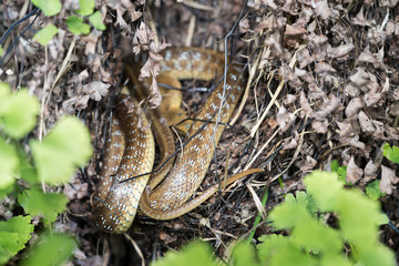 Small Snake hidden in the grass