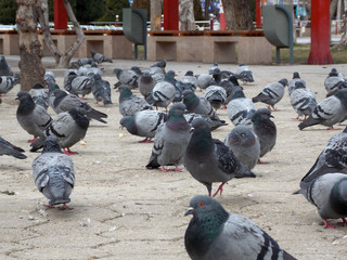 wild pigeons flying in the park, pigeons looking for food.