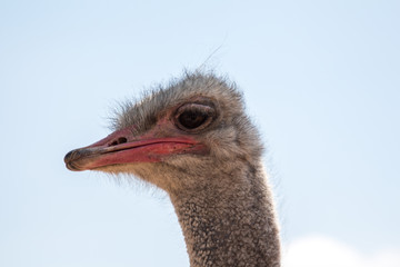 Fototapeta premium Ostrich