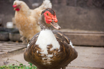 The proud duck drake in a rural yard in full growth
