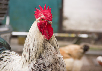 proud white cock on farmyard yard portrait close-up