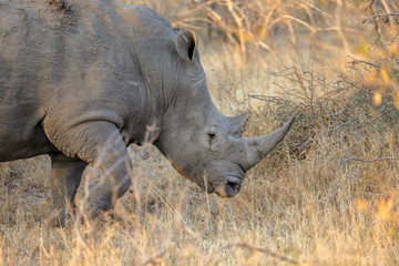 White Rhinoceros