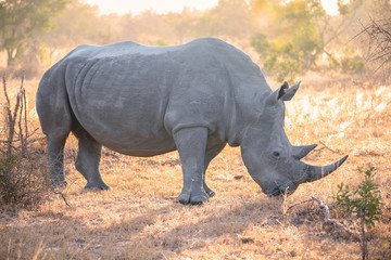 Obraz premium White Rhinoceros