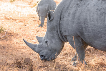 Obraz premium White Rhinoceros