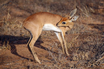 Steenbuck