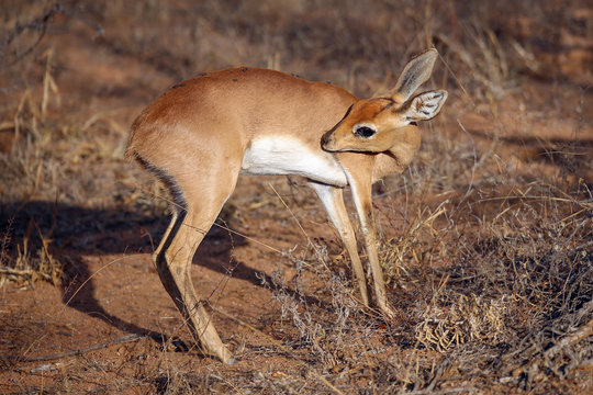 Steenbuck