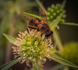 Just a photo of an insect