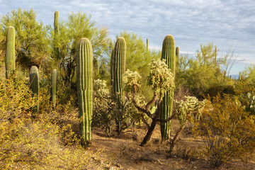 Cactus thickets in Saguaro National Park  at  sunset,  southeastern Arizona, United States.
