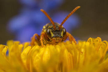 Nomada cuckoo-bee on a dandelion flower