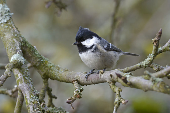 Tannenmeise (Periparus ater) - Coal tit