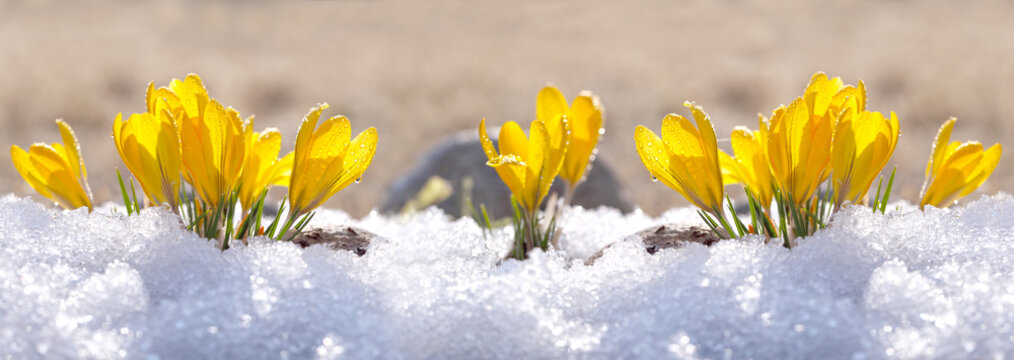 Crocuses yellow grow in the garden under the snow on a spring sunny day. Panorama with beautiful primroses on a brilliant sparkling background.