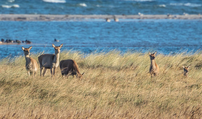 Rotwild am meer