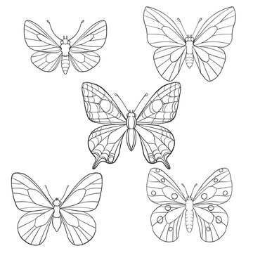 vector set of butterflies