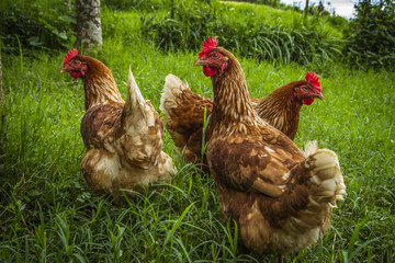 Free range chickens gathering in the shade under the tree