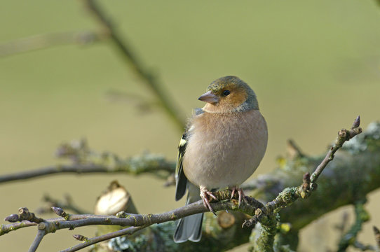 Weiblicher Buchfink (Fringilla coelebs) - Common chaffinch / female