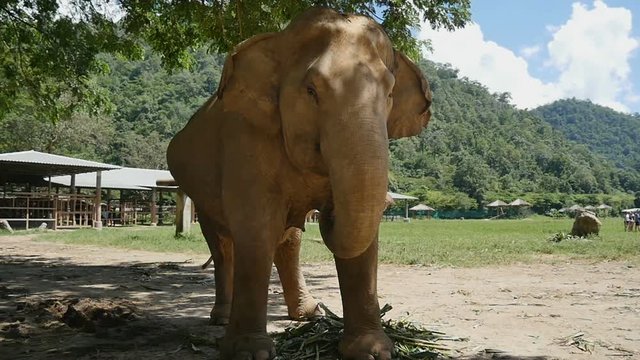 Rescued cow elephant rehabilitated in Thailand