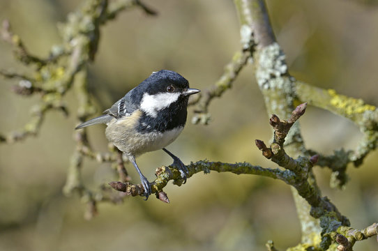 Tannenmeise (Periparus ater) - Coal tit