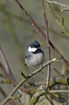 Tannenmeise (Periparus ater) - Coal tit