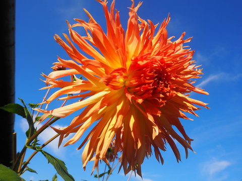 Dahlie rot mit blauem Himmel!!