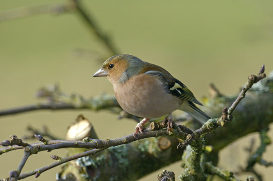 Weiblicher Buchfink (Fringilla coelebs) - Common chaffinch / female