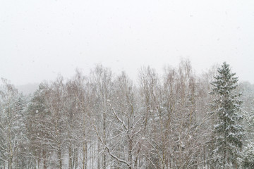 View of the winter forest falls when the large fluffy snow