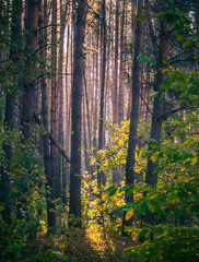 Fototapeta premium Autumn forest