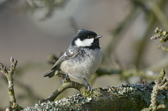Tannenmeise (Periparus ater) - Coal tit 