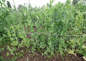 Fototapeta na wymiar cultivation of many peas plants