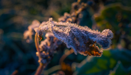 Autumn nature in dew and frost