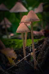 Mushroom