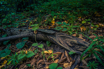 Photo of an autumn morning in forest