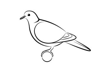 Collared Dove. Line Art Vector Illustration Of A Collared Dove
