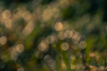 Bokeh in nature © ghostdom