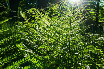 Closeup of ferns in early morning sun rays