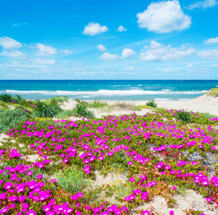 Flowers by the sea in Platamona beach