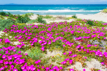 Pink flowers by the sea in Platamona beach