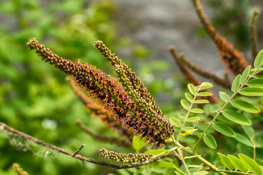 False indigo, bastard indigobush, Amorpha fruticosa