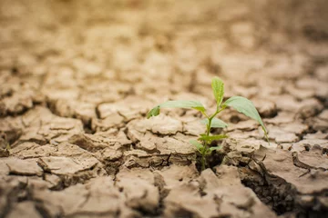 Gordijnen Little green plant on crack dry ground, concept drought © sawitreelyaon