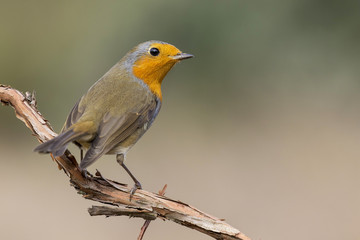Fototapeta premium Robin redbreast, Erithacus rubecula, perched on a tree trunk. Spain