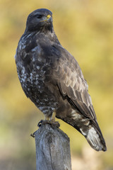 Common buzzard (Buteo buteo)