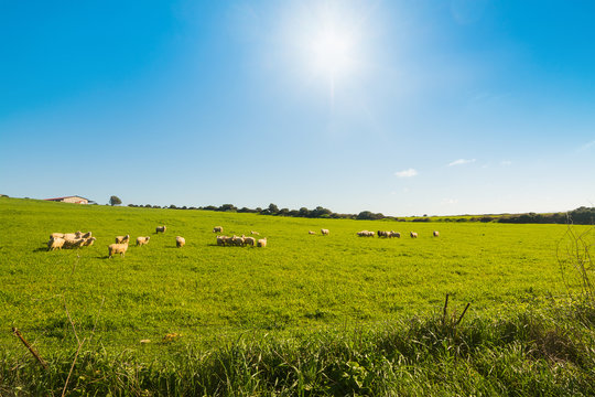 Sun shining over a small herd of sheep