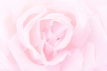 Cercles muraux Roses Pink rose close-up background