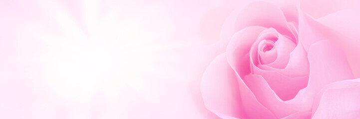 Obraz na płótnie Canvas Pink rose background