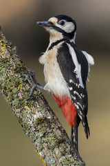  Female of great spotted woodpecker (Dendrocopos major)