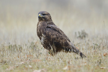 Fototapeta premium Common buzzard (Buteo buteo)