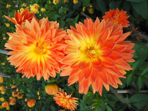 Dahlie in orange.....