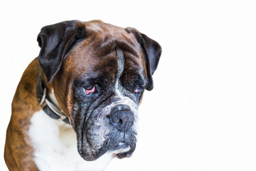 Portrait of a boxer dog on white